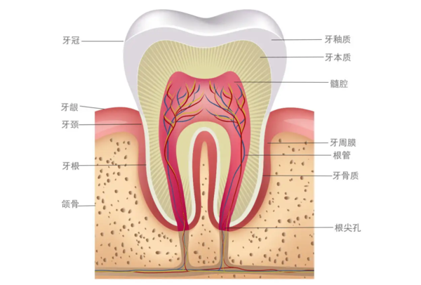 牙齿结构.png